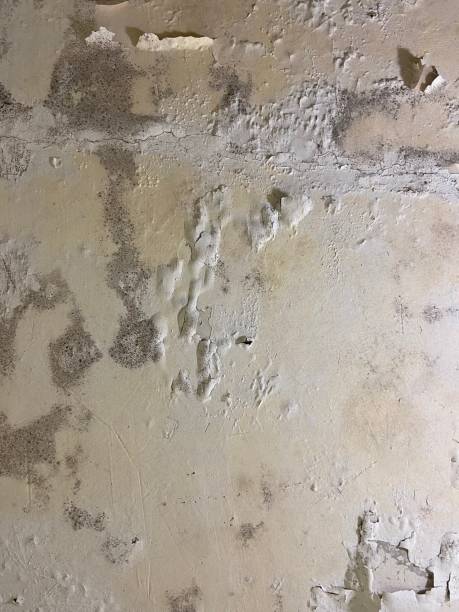 Best Emergency Mold Remediation in Orlinda, TN
